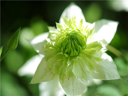 五帝钱的作用和使用方法介绍，什么是五帝钱？