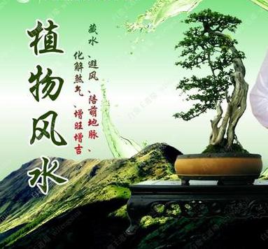 常用的吉祥植物风水摆件，来了解一下吧