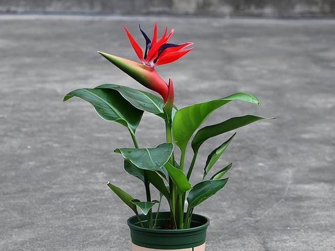 6种吉祥花，你家若是养开花，那是有“喜事”了