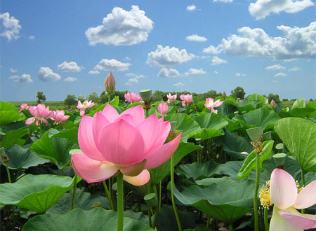 八卦镜有哪些风水作用？什么情况下适合使用八卦镜？