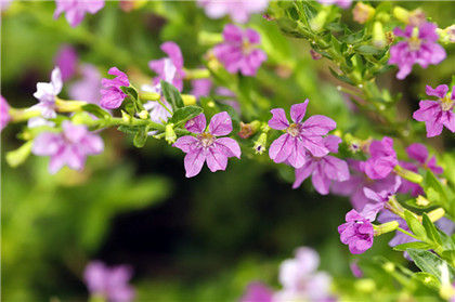 11、12月，运气极佳的生肖，吉星照耀