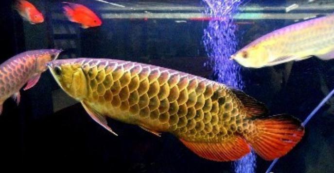 在家中或办公室如何养鱼才能旺财利财 在家中或办公室如何养鱼才能旺财利财