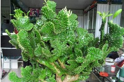 室内植物麒麟摆放位置，植物麒麟摆放家中什么位置？