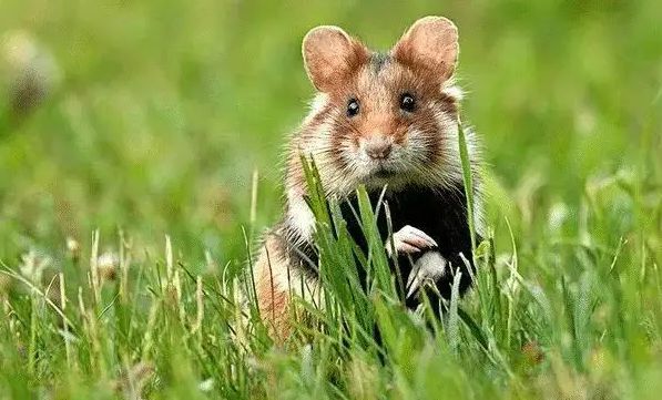 2023年属鼠人身体健康如何 健康运查询