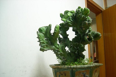 麒麟植物风水作用是什么？