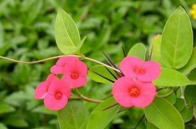 麒麟花放在哪里好风水？麒麟花的作用和风水