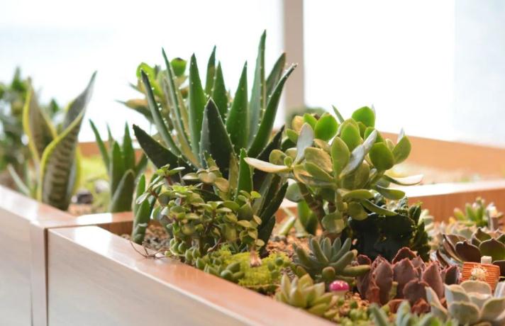 洗手间里摆放什么风水植物好？