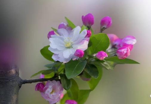 招财的植物风水 摆什么植物能招财