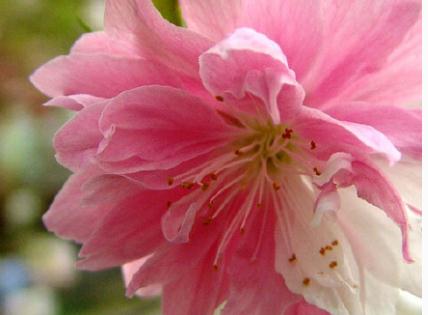 金蟾怎么摆放能招财 招财金蟾的摆放讲究