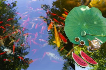 客厅摆放什么植物招财，什么植物让你财运亨通？