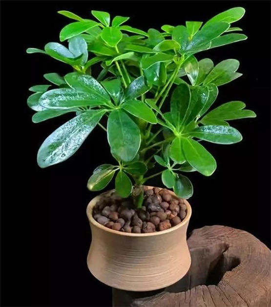 桃木剑的使用方法和摆放风水要注意什么? 桃木剑的使用方法和摆放风水要注意什么?