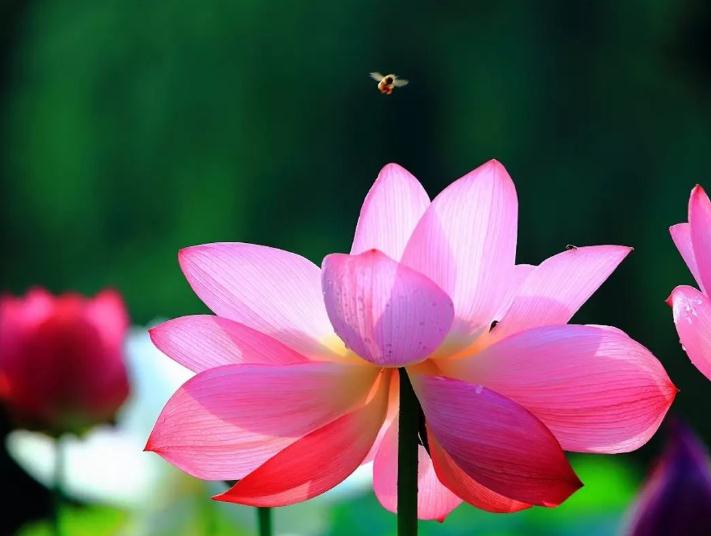 购买吉祥物要注意什么?什么吉祥物没有效果? 购买吉祥物要注意什么?什么吉祥物没有效果?