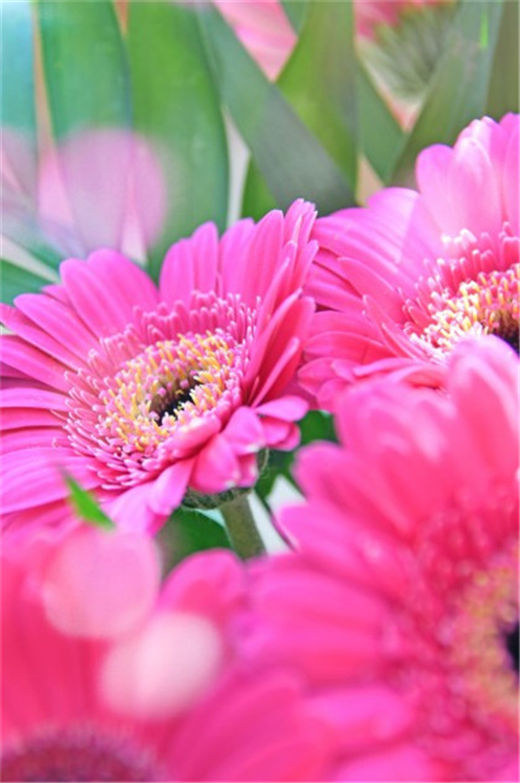 详解金蟾作为风水摆件时的一些风水问题！