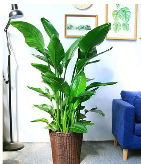 招财金蟾哪种材质好？金蟾的摆放有什么讲究？