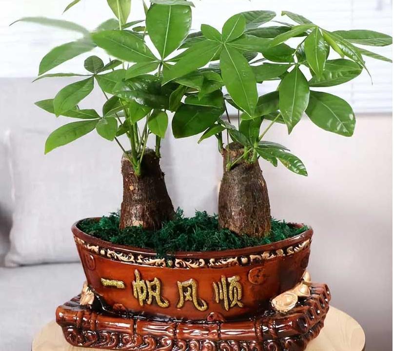 口吐金钱的金蟾摆放需要注意什么？