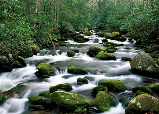 风水龟有什么作用？如何正确地饲养风水龟？