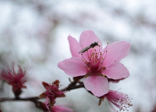 适合家中使用的风水吉祥物是什么？