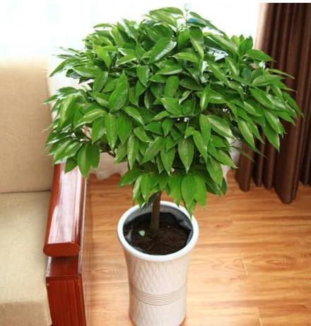 详解招财猫的选择和正确使用方法