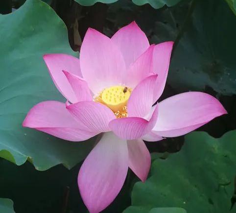 金蟾的供养和摆放财位三宜五忌