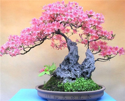 盘点什么人适合摆放金蟾招财