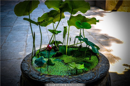 客厅摆放金蟾有哪些风水讲究？