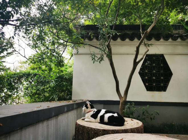 金蟾的摆放时间和方位上有什么宜忌？