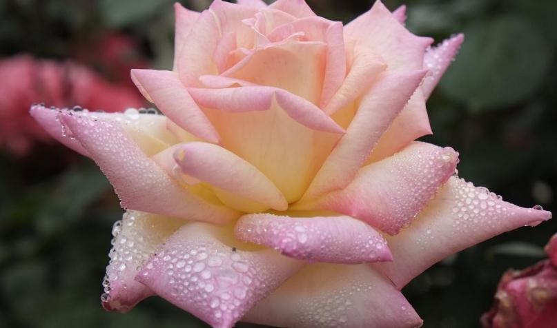 “桃花运”是好是坏？犯桃花以后怎么化解呢？