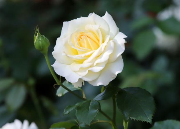 家庭招财风水布局要点