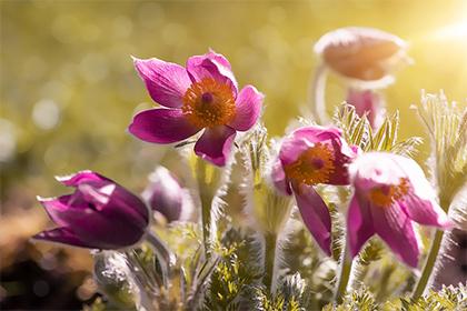 想要提升贵族气质，紫色钱包你值得拥有