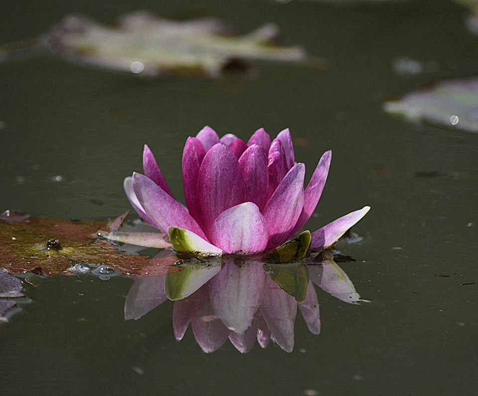 桃花朵朵开 九种风水物品助你催桃花 桃花朵朵开 九种风水物品助你催桃花