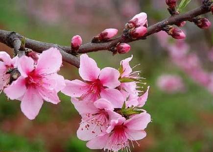 想要旺桃花？这些物品帮助你摆脱“光棍”