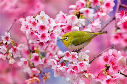 八字桃花旺的特点