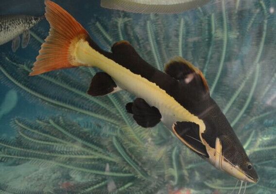 风水摆件之招财猫鱼是什么