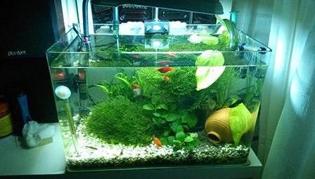 2024飞黄腾达的生肖 2024年什么生肖福运临门