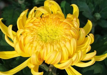 菊花的风水寓意，家里养菊花有什么忌讳