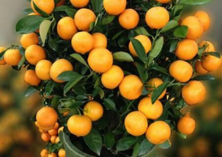 家里种金桔树风水好吗