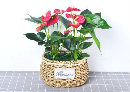 风水用品：红掌的风水寓意