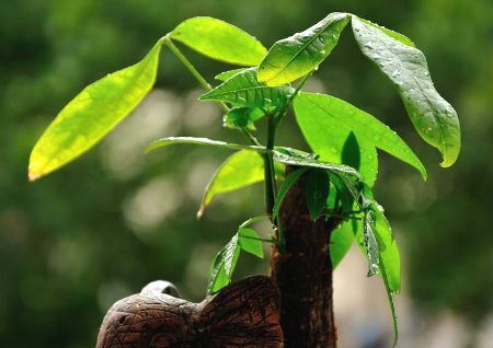 风水用品：发财树摆在客厅哪里好