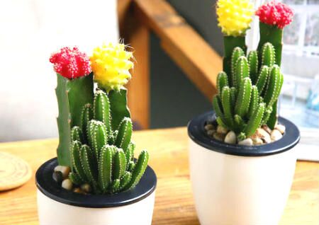 带刺的植物放在哪里好