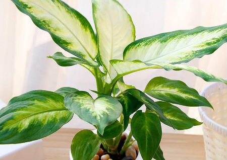 万年青风水作用有哪些