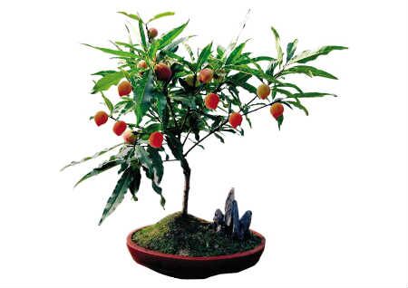 辟邪植物有哪些？