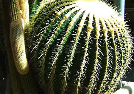 植物风水禁忌大全