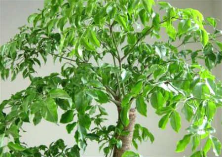 客厅养幸福树风水好不好？