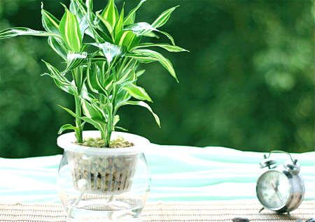 风水摆件：富贵竹办公室摆放风水