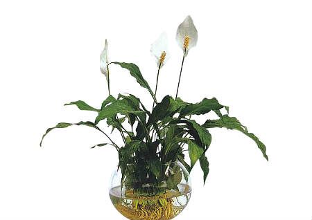 风水摆件：风水大厅摆什么植物好