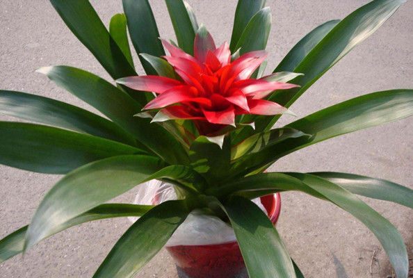 旺宅的室内盆栽有哪些