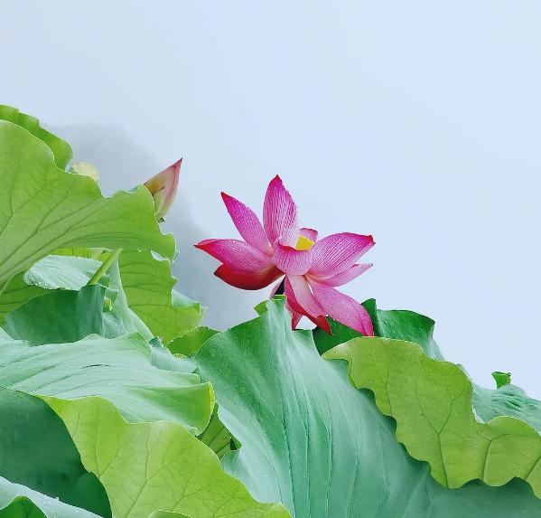 适合戴玉的生肖 什么属相适合戴玉