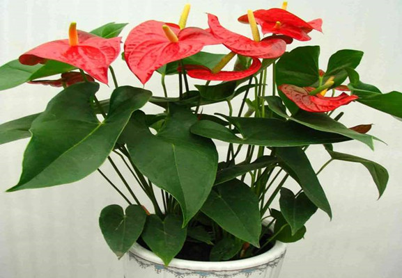 风水摆件：旺宅植物