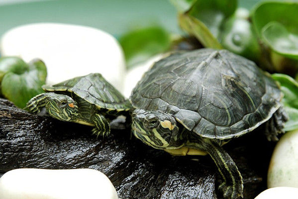 风水摆件：旺宅龟选哪种好？
