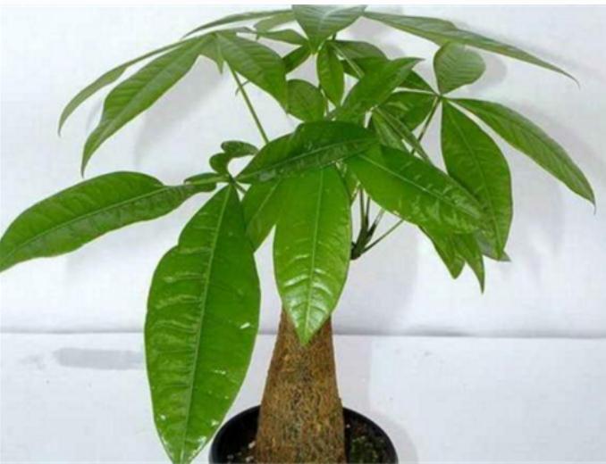 家庭风水:室内植物花卉